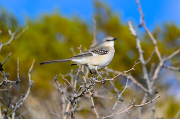 A Northern Mockingbird at Big Bend National Park in Texas