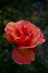 red pygmy rose in garden