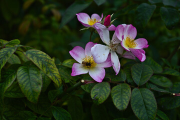 pink and white flowers