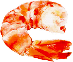 Shrimp illustration cut background for design