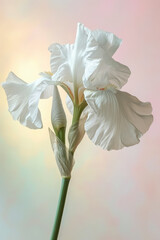 White iris flower soft elegant vertical background, card template