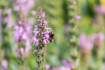 A bee collects pollen on Purple Betony flowers or Betony, Wood Betony, Bishopwort, Bishop's Wort.