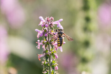 A bee collects pollen on Purple Betony flowers or Betony, Wood Betony, Bishopwort, Bishop's Wort.