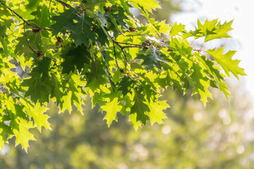 Branches of the northern red oak with green serrated leaves, summer background