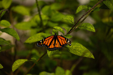 Wildlife in Florida was nothing but friendly