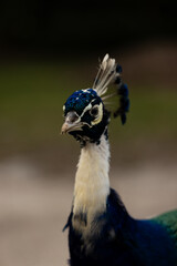 Wildlife in Florida was nothing but friendly
