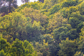 Obraz premium Thick green forest on the hillside.