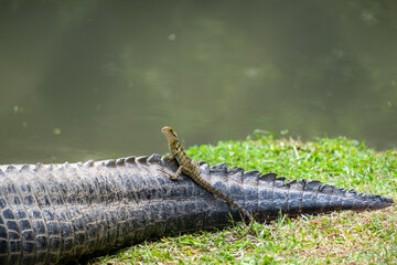 Lizard sitting on alligator tail