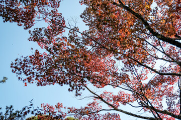 Red Maple Leaves in Autumn