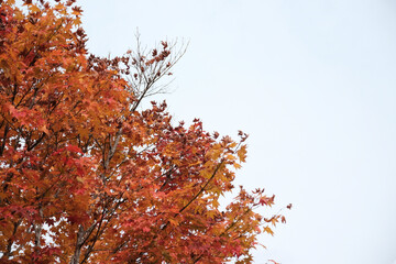 Red Maple Leaves in Autumn