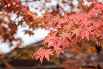 Close up of Red Maple Leaves in Autumn