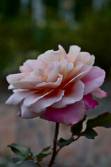 pink rose in the garden