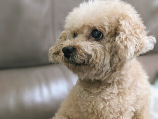 A close-up of a brown curly-haired small Puddle.