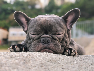 A close-up of a French Bulldog, with its face resting on a surface.