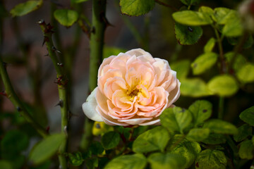 yellow rose in the garden