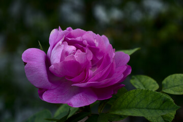 pink rose flower