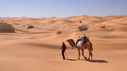 Bedouin leading a dromedary camel (Camelus dromedarius) in the Sahara Desert, outside of Douz, Tunisia