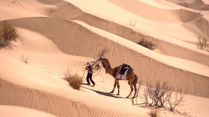 Bedouin leading a dromedary camel (Camelus dromedarius) in the Sahara Desert, outside of Douz,...