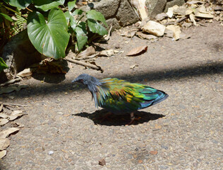 a colorful bird standing on the ground next to a bush
