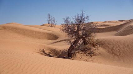 Scrub vegetation among the rolling sand dunes in the Sahara Desert, outside of Douz, Tunisia