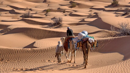 String of romedary camels (Camelus dromedarius) on a camel trek in the Sahara Desert, outside of...