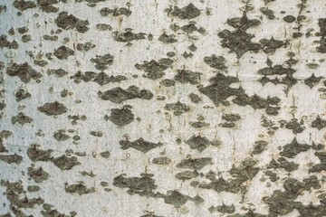 A close-up of light gray tree bark adorned with beautiful patterns.