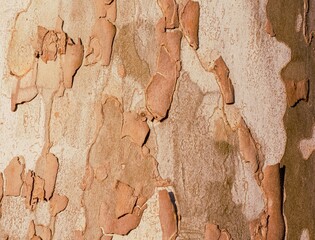 Close up of plane tree bark texture. Nature wood texture background. 