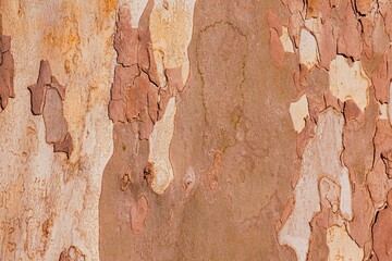 Chestnut-red plane tree bark with beautiful textures. Nature wood texture background. 