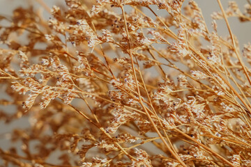 Fototapeta premium A close-up of beautiful golden reeds in the sunlight.