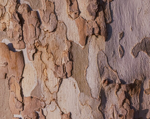 Brown plane tree bark with prominent and natural patterns. Nature wood texture background. 
