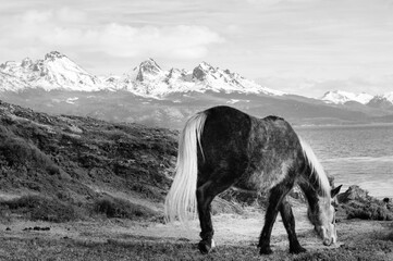 Horse grazing with mountain range in the background. Black and white. Ushuaia
