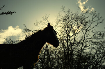 Horse silhouette backlit with branches in the background