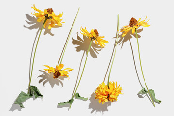 Floral autumn still life with yellow flowers on white background, Autumnal flowery pattern, beautiful shadow from sunlight. Scenery beauty Nature design, minimal style aesthetic flat lay view