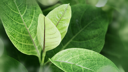 Young green leaf macro, new leaves summer spring tropical plant as natural background, side view banner. Green monochrome aesthetic botanical texture, wild nature foliage scenery, soft focus