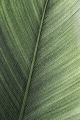Naklejka premium Green palm leaf macro, textured tropical leaves summer tropical plant as natural background. Green monochrome aesthetic botanical texture, wild nature foliage scenery, selective focus, close up