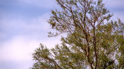 Brown-and-yellow marshbird (Pseudoleistes virescens) in a tree in the Sahara Desert, outside of Douz, Tunisia