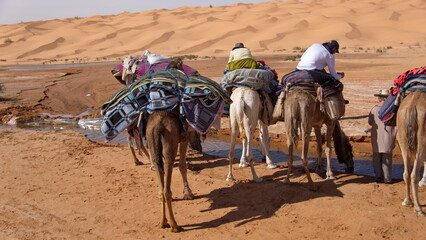 Dromedary camels (Camelus dromedarius) on a camel trek, drinking at an oasis in the Sahara Desert, outside of Douz, Tunisia