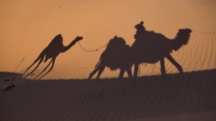 Fototapeta na wymiar Shadows of camels in a caravan on the sand in the Sahara Desert, outside of Douz, Tunisia