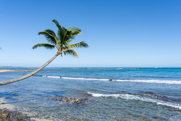 A curved coconut palm tree (Cocos nucifera) leans towards the sea.