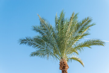 Palm tree with green leaves on blue background