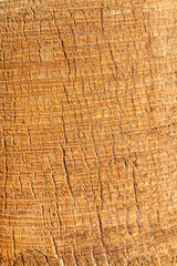 Palm tree bark tropical texture. Cracked wood texture background. Closeup palm bark
