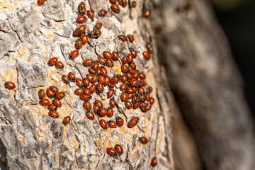 Mass of Convergent Ladybugs (Hippodamia convergens) in the winter timeat Pinnacles National Park