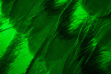 green feather pigeon macro photo. texture or background