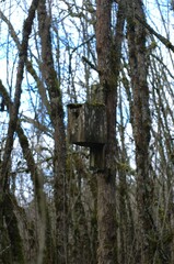Birdhouse in woodland area, surrounded by trees bare of leaves but spotted with moss on a partially cloudy day. 