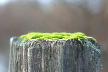 Extreme close up of moss, most likely Common Pincushion (Dicranoweisia cirrata), growing on top of...