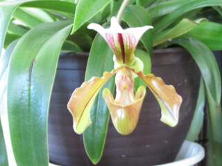 自宅で育てる植物花