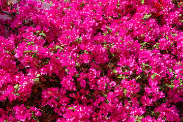 Bougainvillea, Paper flower Bougainvillea hybrida soft focus with blurry background