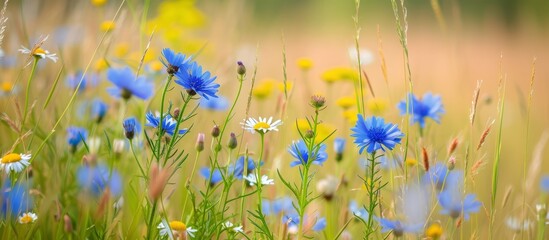 Remote rural area adorned with wild blue flowers, chamomile, and wild daisies during the spring season.
