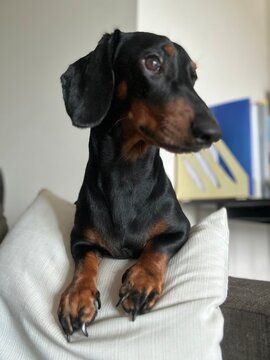 Chiko the sausage dog