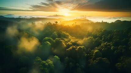 Fototapeta na wymiar Forest landscape, exotic foggy forest